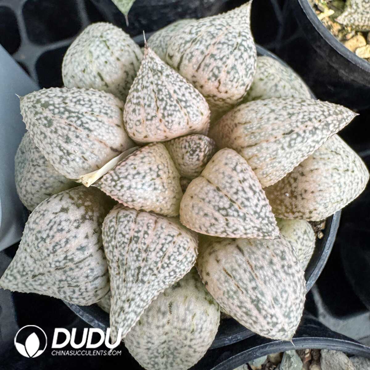 1748414659-e201.jpg Haworthia Real silver - Image 1