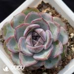 Echeveria Black Monroe No.1
