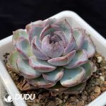 Echeveria Black Monroe No.1 - Image 2