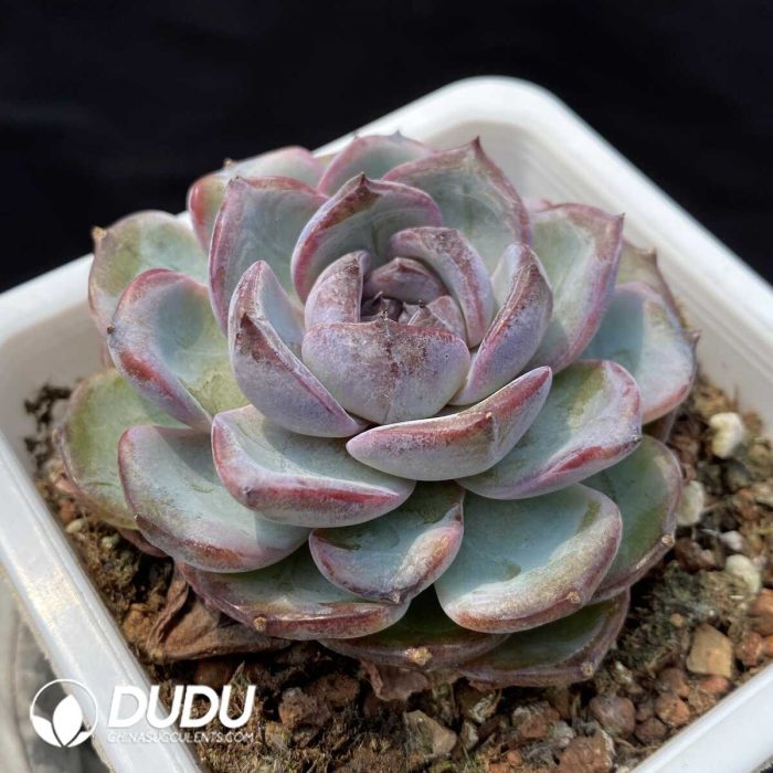 Echeveria Black Monroe No.1 - Image 2