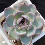 Echeveria Black Monroe No.2