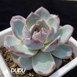 Echeveria Black Monroe No.2 - Image 2