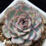 Echeveria Black Monroe No.3