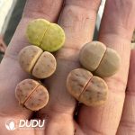 Lithops Shendi