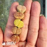 Lithops Shendi - Image 2