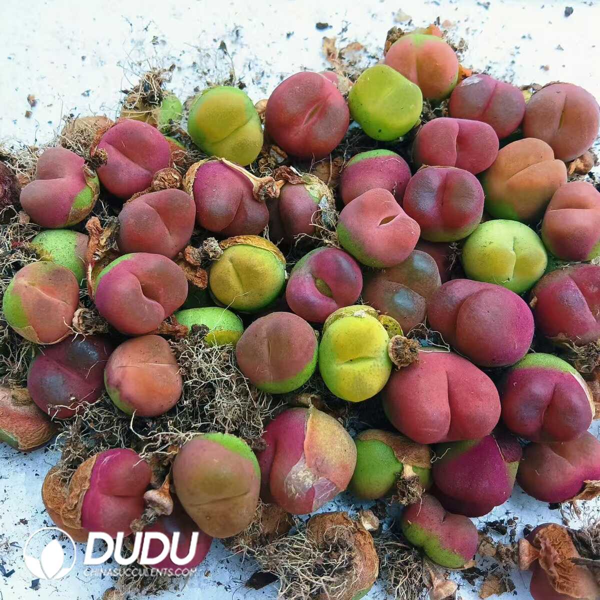 1748414690-e201.jpg Lithops Peach (Velvety Texture) - Image 1