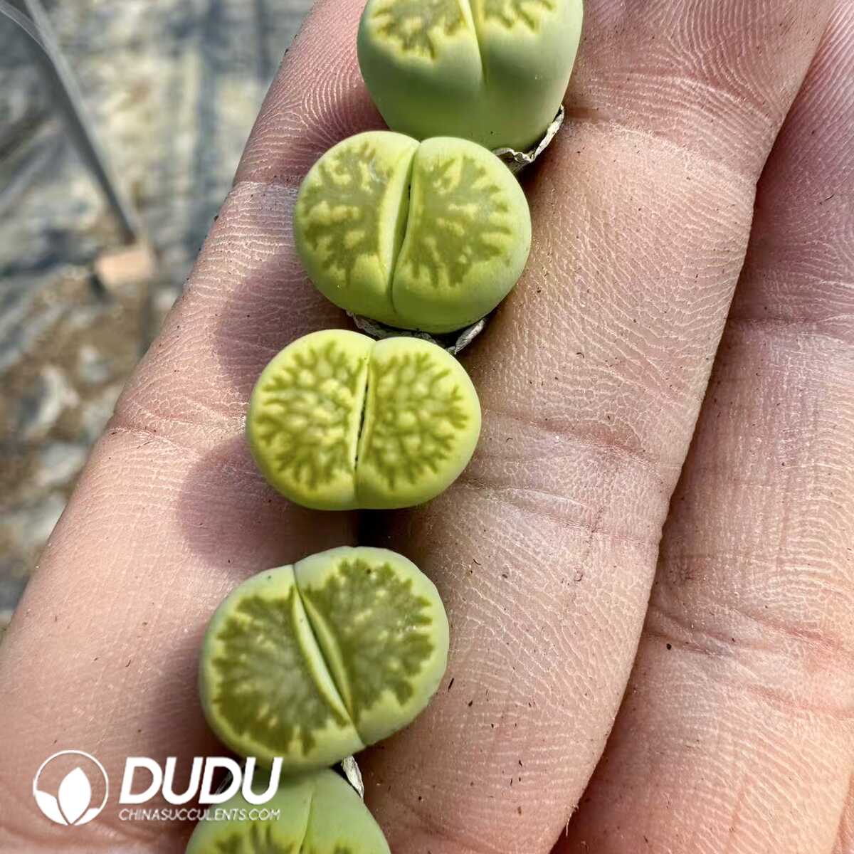 1748414699-e201.jpg Lithops Hybrid No.1 - Image 1