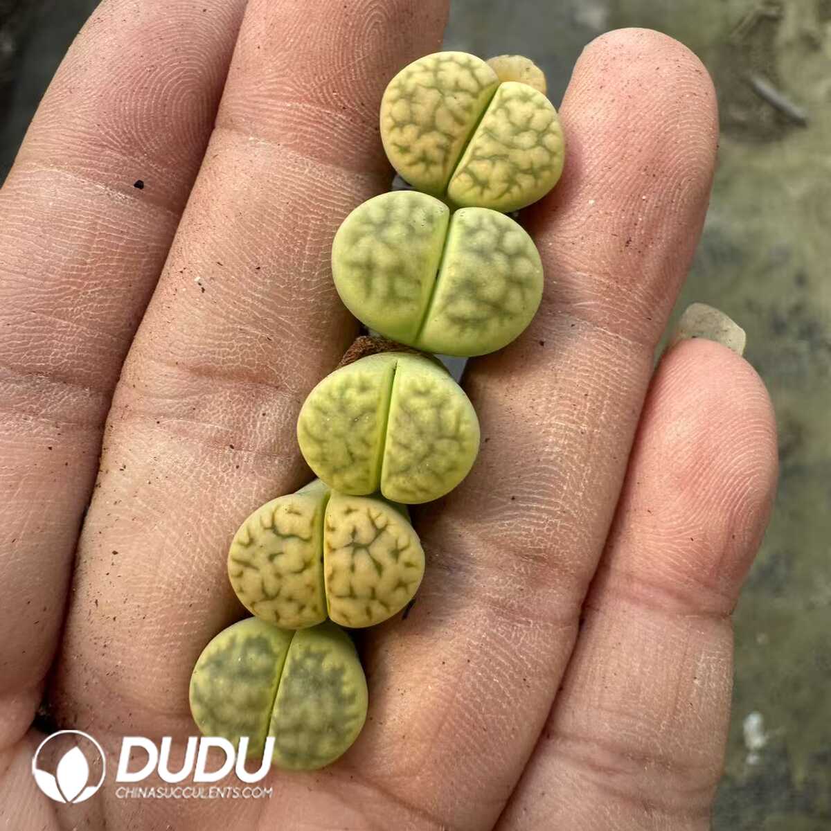 1748414707-e201.jpg Lithops Hybrid No.3 - Image 1