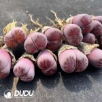 Lithops Milk Kiku - Image 2