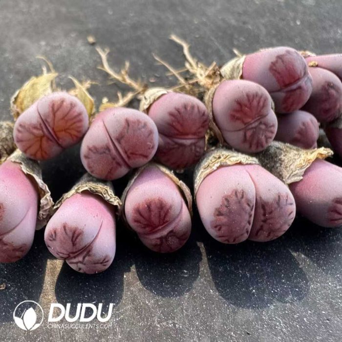 Lithops Milk Kiku - Image 2