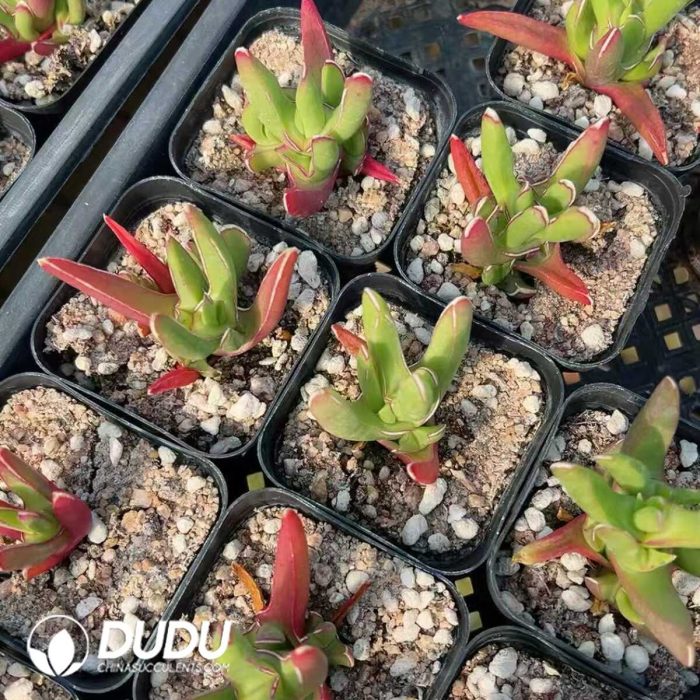 Crassula New Demon - Image 2