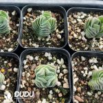 Crassula Square Tower