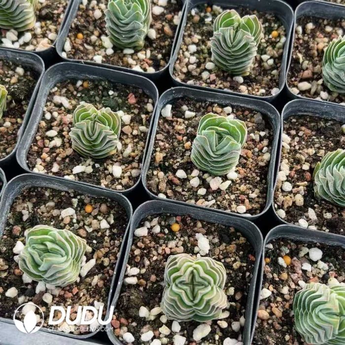 Crassula Square Tower - Image 2