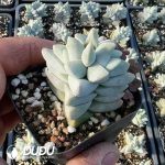 Crassula Dream Child