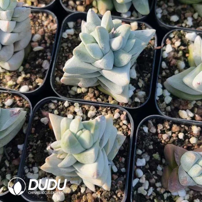 Crassula Dream Child - Image 2