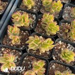 Crassula Dejecta Variegated - Image 2