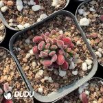 Crassula Pubescens Subsp. Radicans