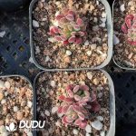 Crassula Pubescens Subsp. Radicans - Image 2