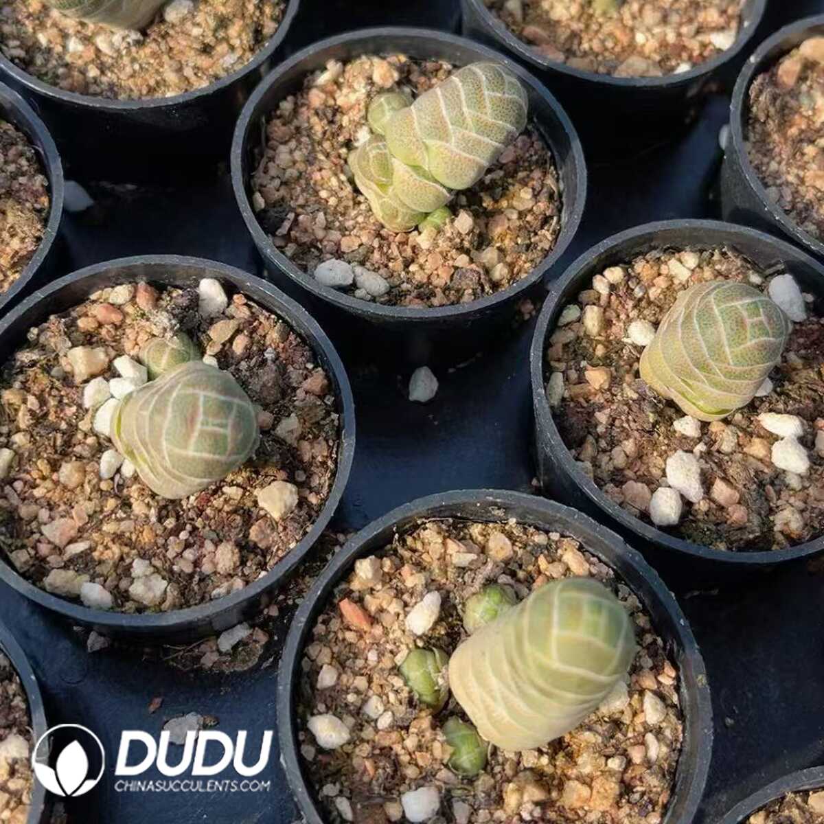 1748414765-e201.jpg Crassula Barklyi - Image 1