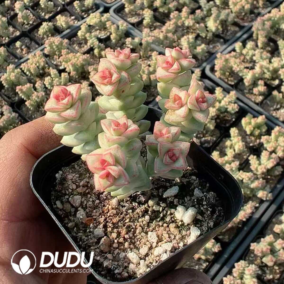 1748414792-e201.jpg Crassula Crayon - Image 1