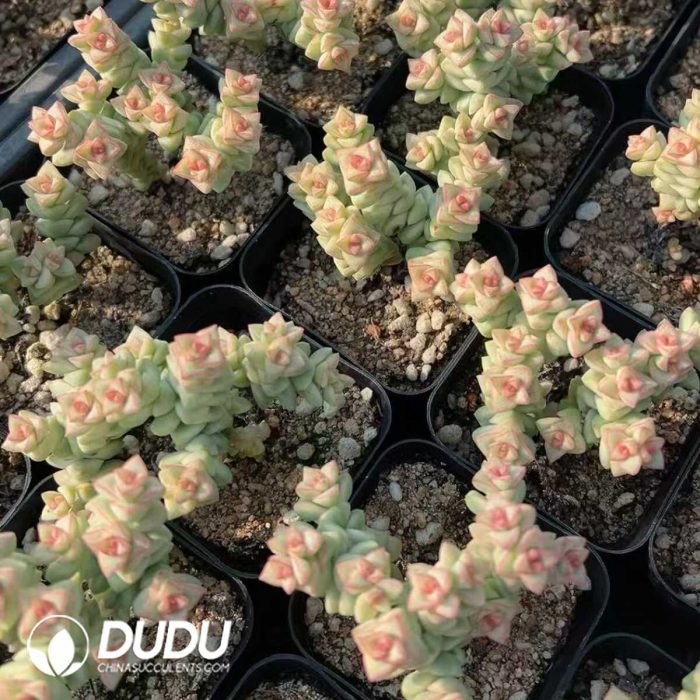 Crassula Crayon - Image 2