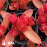 Crassula Campfire Clustering