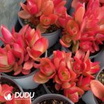 Crassula Campfire Clustering - Image 2