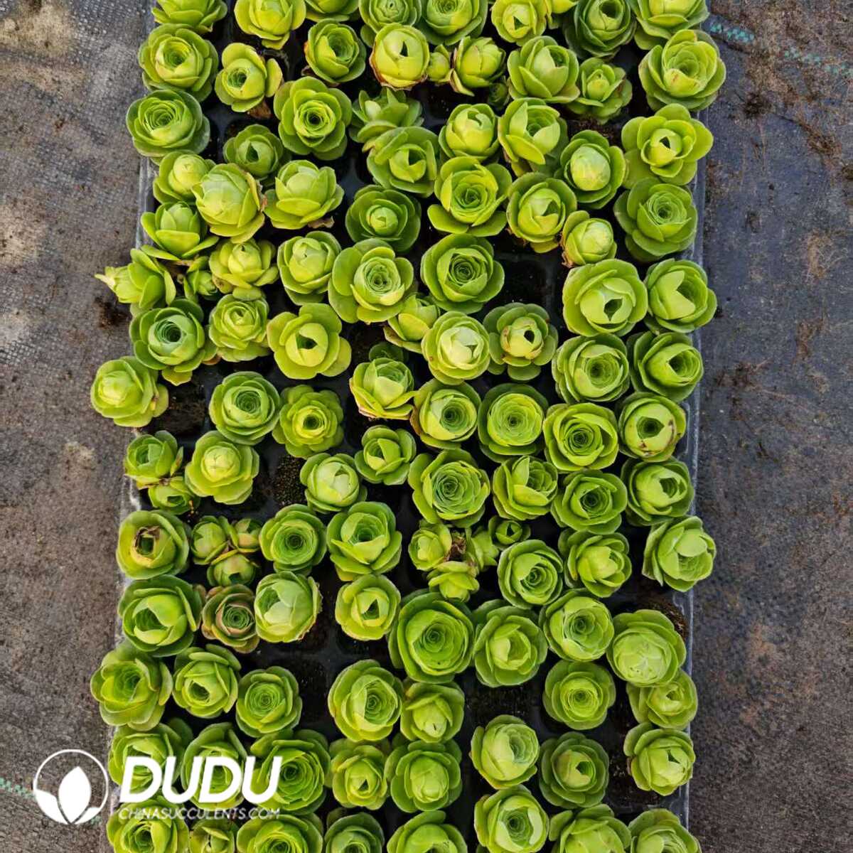 1748414822-e201.jpg 128Pcs/Tray Aeonium Diplocyclum Var. Vigantea Seedlings(Mix & Match 6+) - Image 1