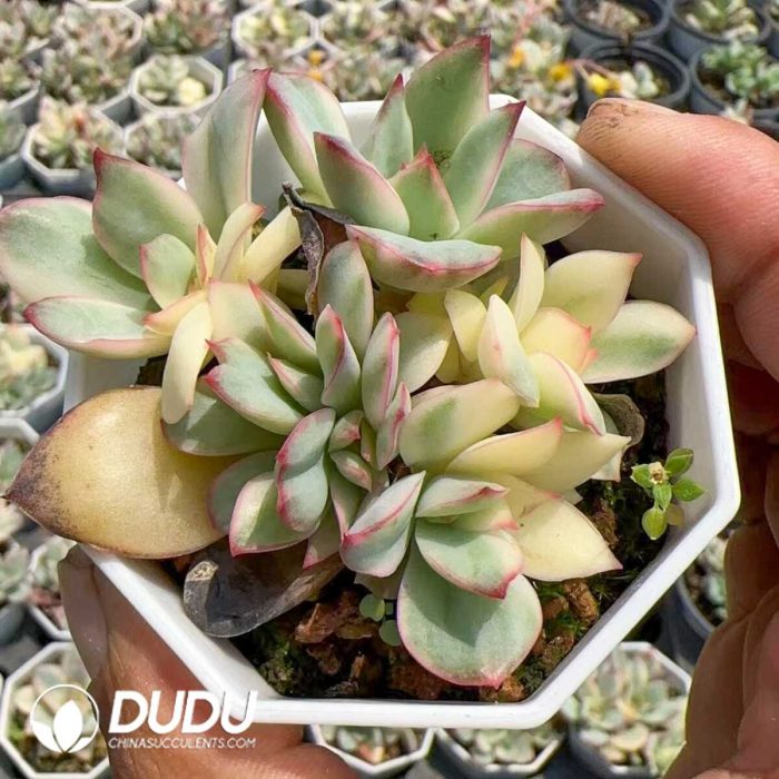 Echeveria Moon Goddess Variegated Clustrering (At least 4 Heads) - Image 1