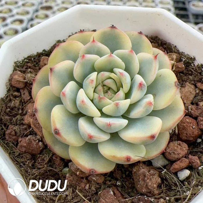 Echeveria Minima Variegated - Image 1