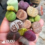 25MM Lithops Mixed 500pcs