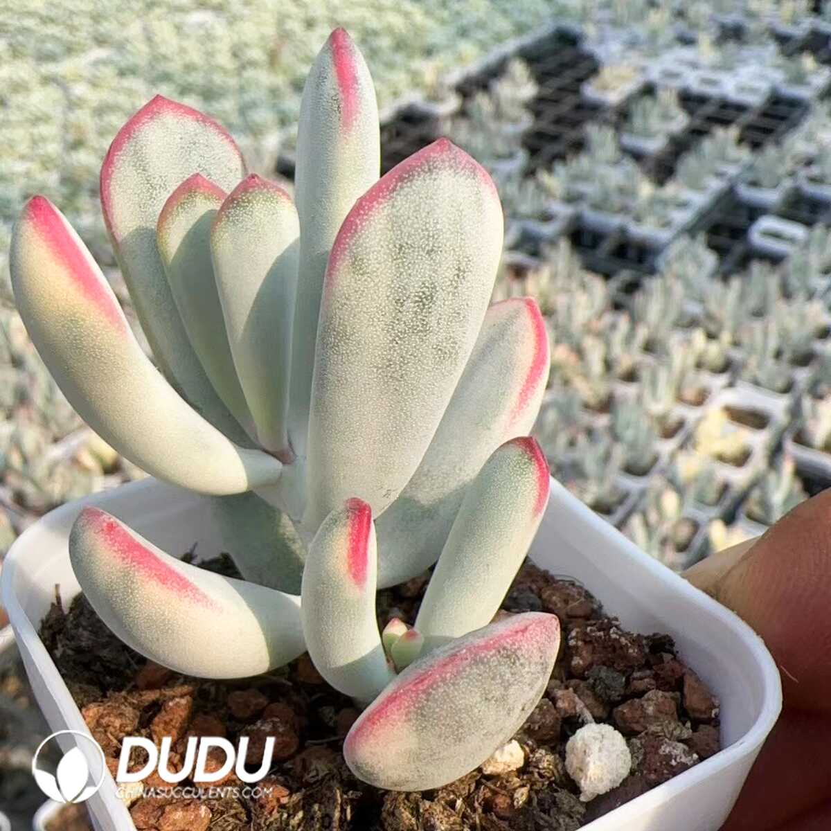 1748575120-e201.jpg Cotyledon orbiculata. Variegated - Image 1