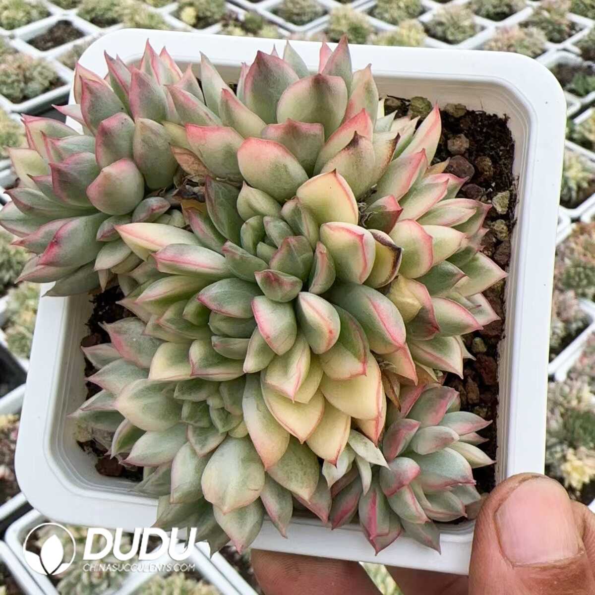 1748575132-e201.jpg Echeveria Mebina Variegated Clustering - Image 1