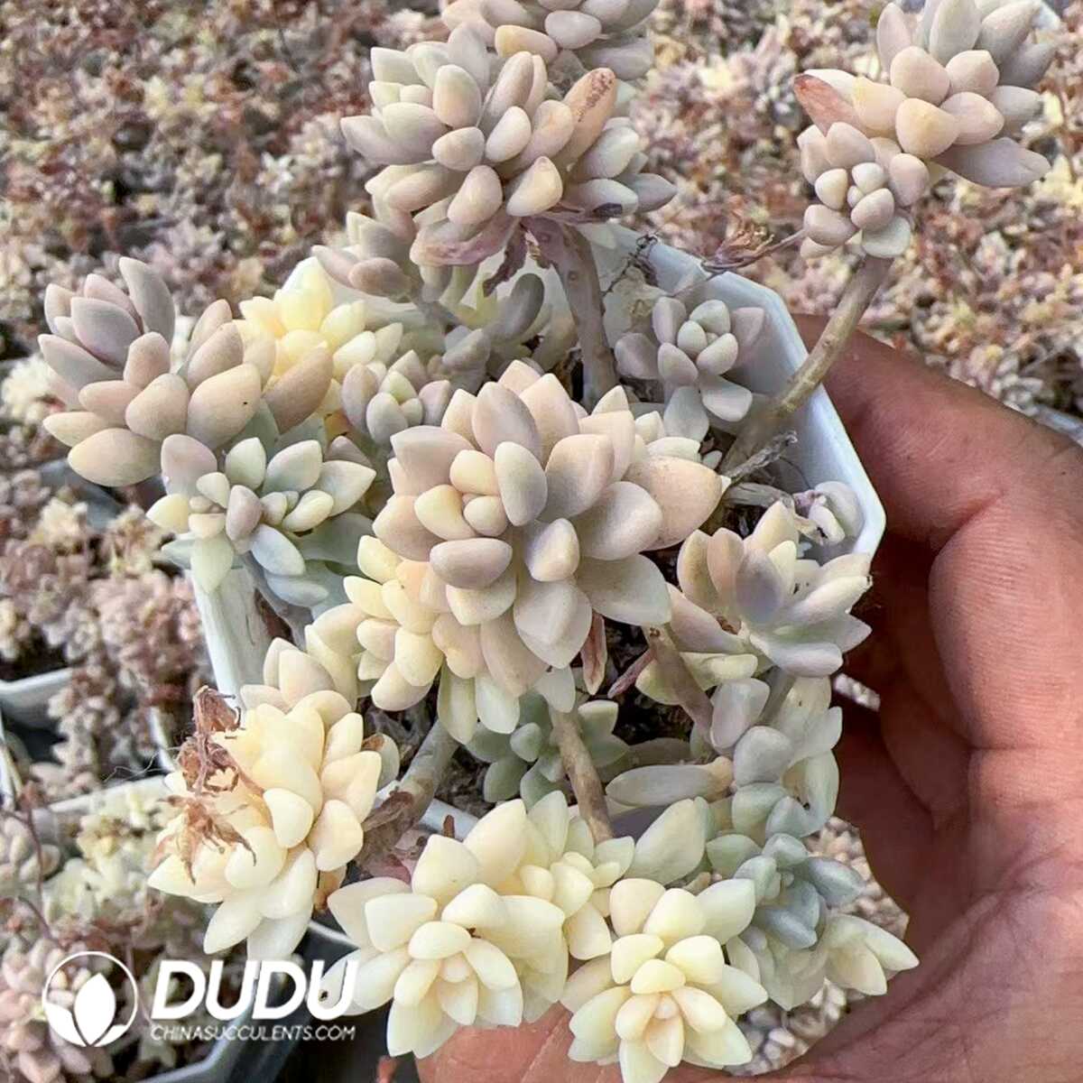 1748575155-e201.jpg Graptopetalum mirinae Variegated Clustering - Image 1