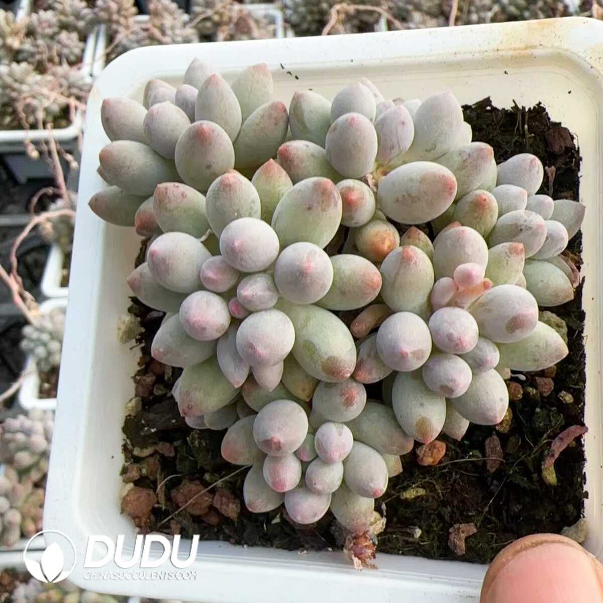 1748575196-e201.jpg Pachyphytum Baby Fingers Clustering(At least 4 Heads) - Image 1