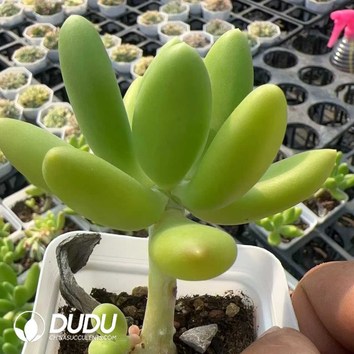 1748575245-e201.jpg Echeveria Mango milk - Image 1