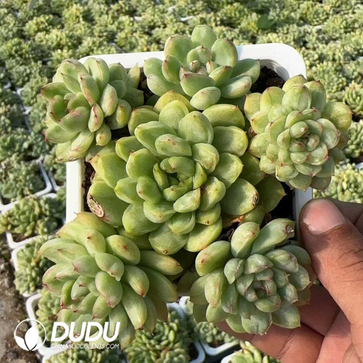 1748575256-e201.jpg Echeveria Ice Angel Variegated Cluster (At Least 4 Heads) - Image 1