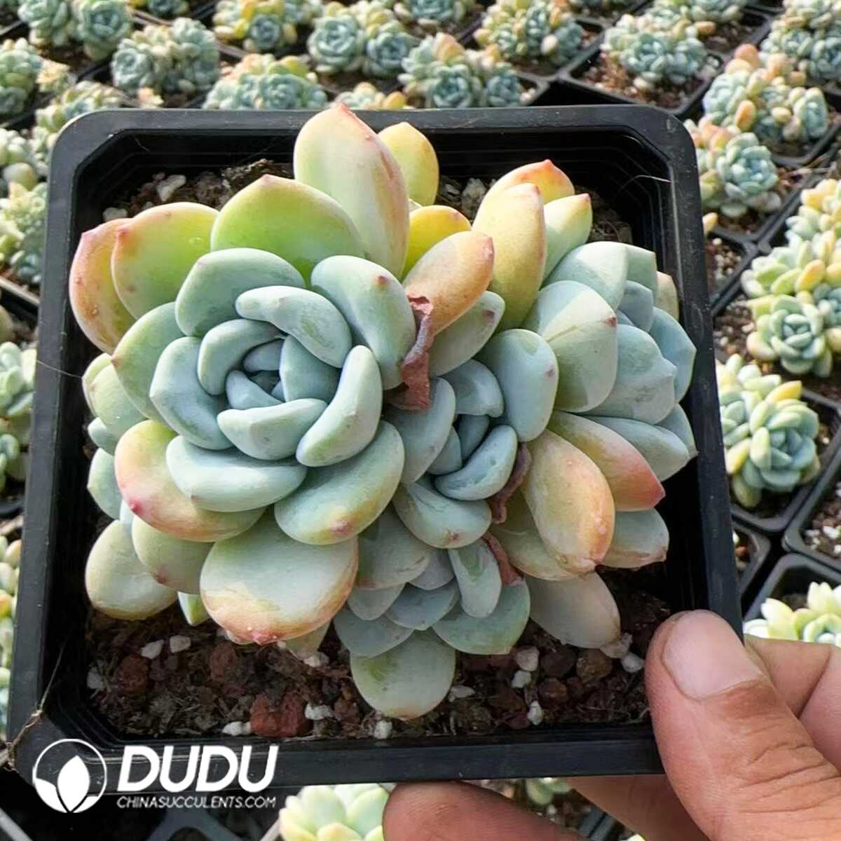 1748575264-e201.jpg Echeveria Maxwell Cluster (At Least 4 Heads) - Image 1