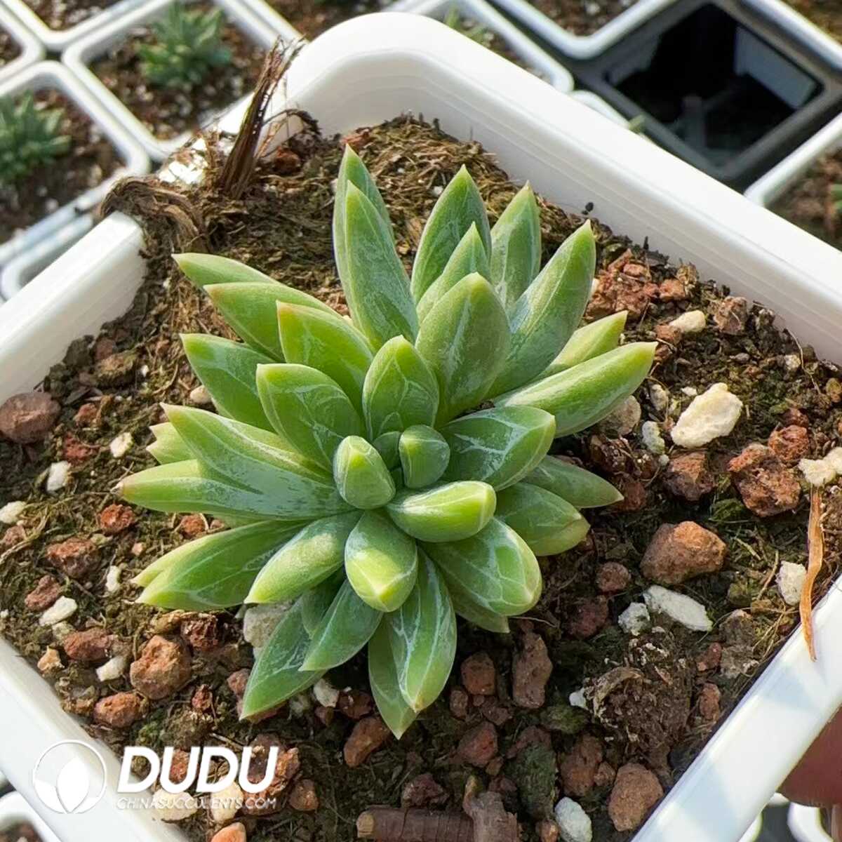 1748575383-e201.jpg Echeveria Colorful Star Clustering (At Least 3 Heads) - Image 1