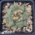 Ariocarpus retusus - Image 2