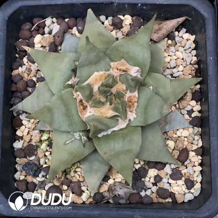 Ariocarpus retusus - Image 2