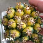 Coryphantha Elephantidens Variegated Short-Spined (Without Roots)