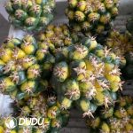 Coryphantha Elephantidens Variegated Short-Spined (Without Roots) - Image 2