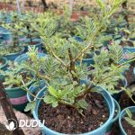 Senna Meridionalis - Image 2