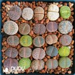 Lithops Mixed(Pot Sale)