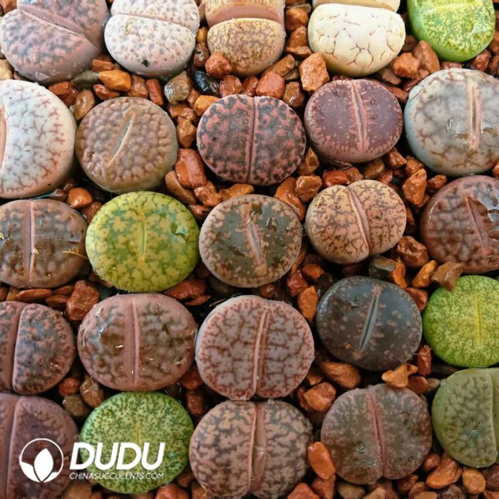 Lithops Mixed(Pot Sale) - Image 2