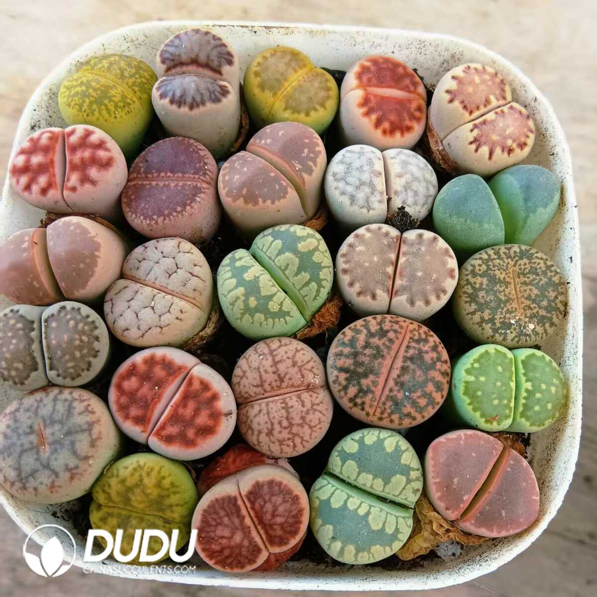1748589110-e201.jpg Lithops Mixed(22-27pcs) - Image 1