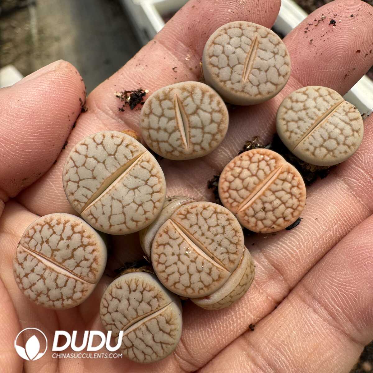 1748589115-e201.jpg Lithops pseudotruncatella C245 Milk - Image 1