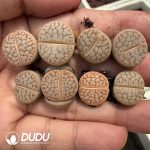 Lithops pseudotruncatella C245 Milk - Image 2