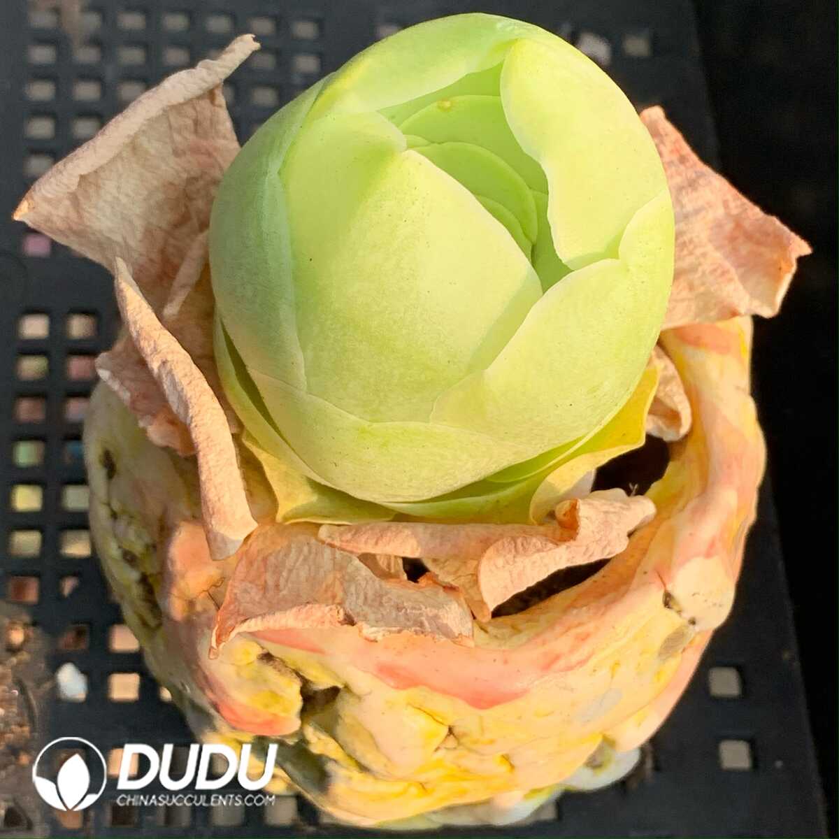 1748594691-e201.jpg Aeonium Greenovia Bai Yu Egg - Image 1